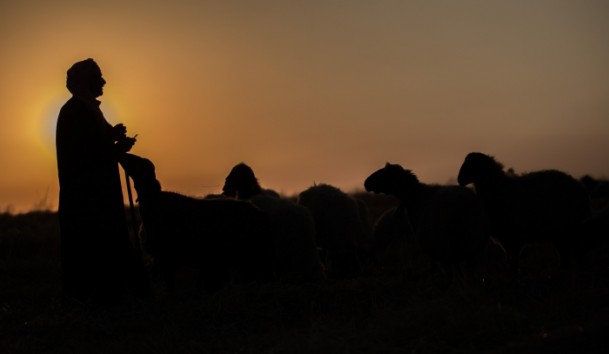 Suriyeli çobanın ülke özlemi - 669
