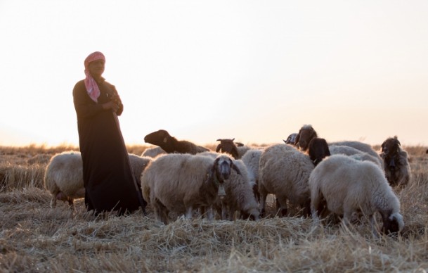 Suriyeli çobanın ülke özlemi - 635