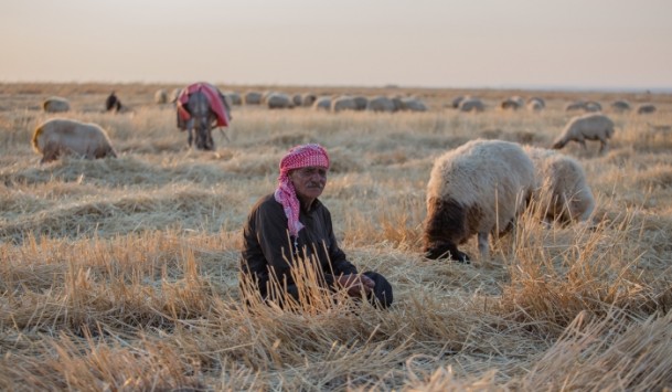 Suriyeli çobanın ülke özlemi - 649