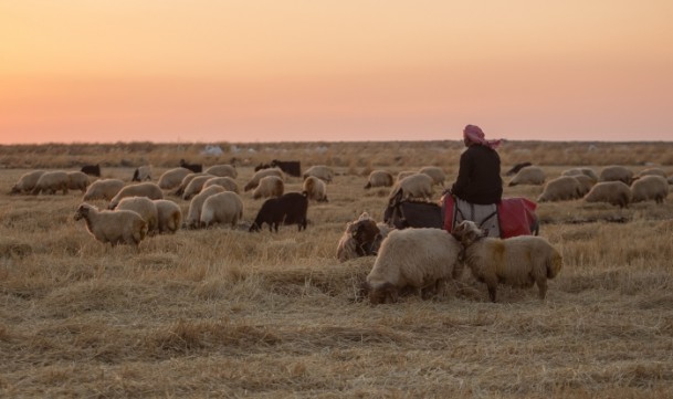 Suriyeli çobanın ülke özlemi - 811