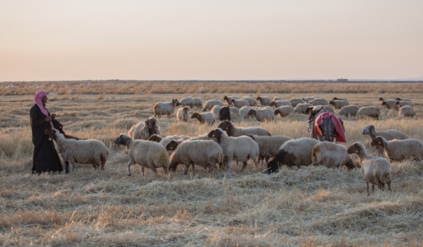 Suriyeli çobanın ülke özlemi - 530