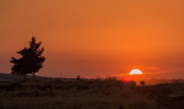 Suriyeli çobanın ülke özlemi - 699