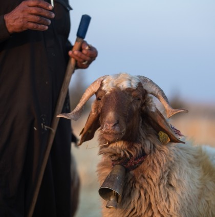Suriyeli çobanın ülke özlemi - 671