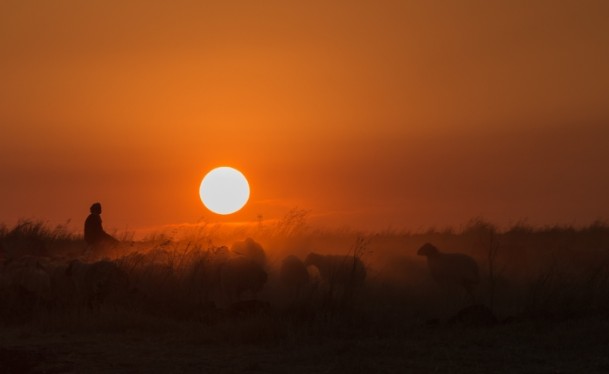Suriyeli çobanın ülke özlemi - 891