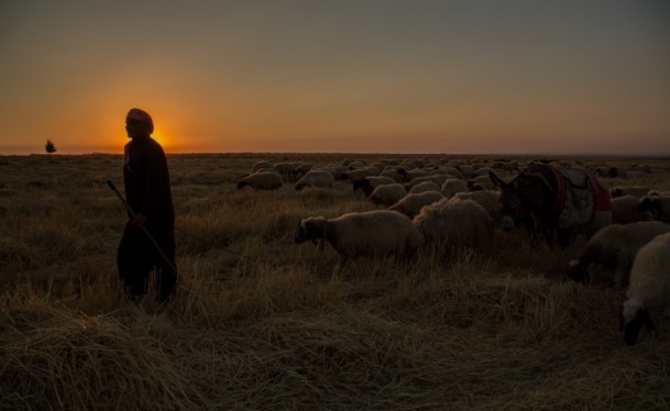 Suriyeli çobanın ülke özlemi - 554