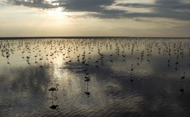 Tuz Gölü'nde flamingo kolonisi - 9
