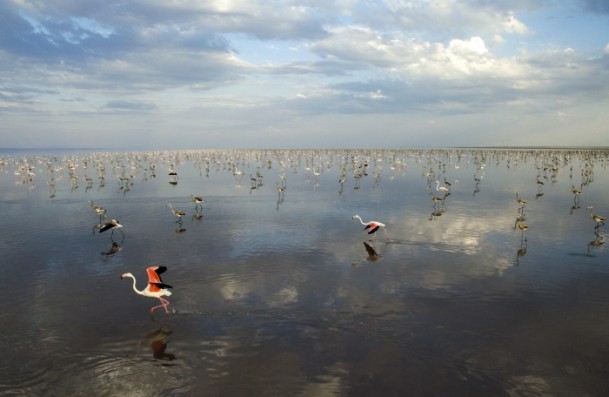 Tuz Gölü'nde flamingo kolonisi - 7
