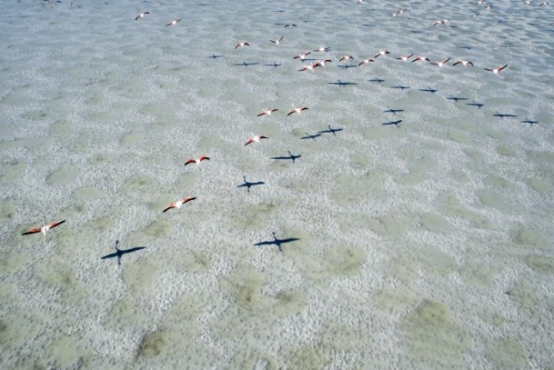 Tuz Gölü'nde flamingo kolonisi - 8