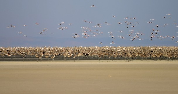 Tuz Gölü'nde flamingo kolonisi - 1