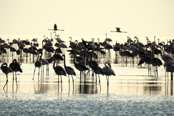 Tuz Gölü'nde flamingo kolonisi - 10