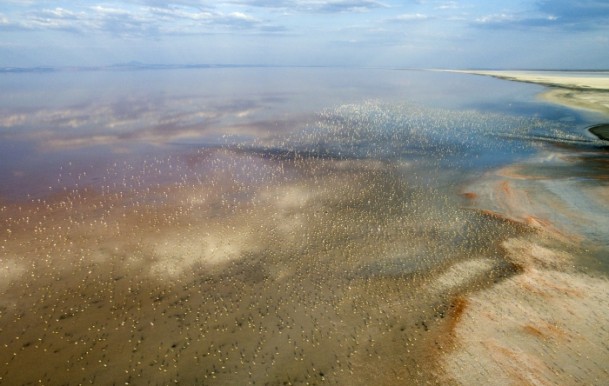 Tuz Gölü'nde flamingo kolonisi - 11