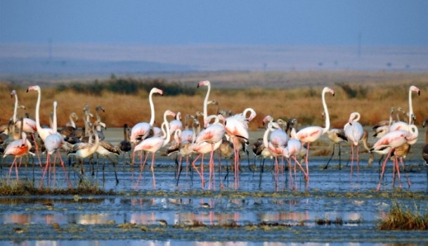 Tuz Gölü'nde flamingo kolonisi - 6