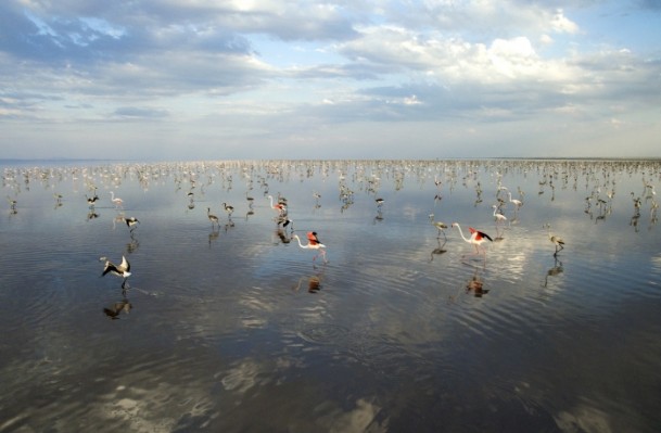 Tuz Gölü'nde flamingo kolonisi - 5