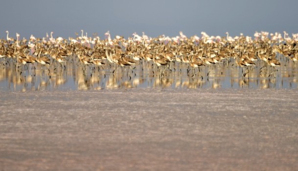 Tuz Gölü'nde flamingo kolonisi - 2