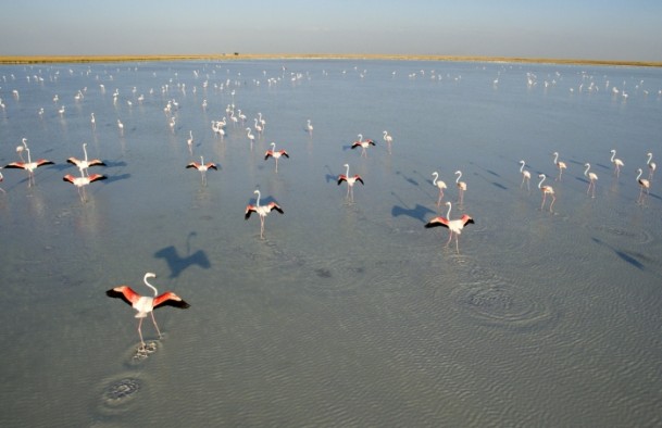 Tuz Gölü'nde flamingo kolonisi - 4