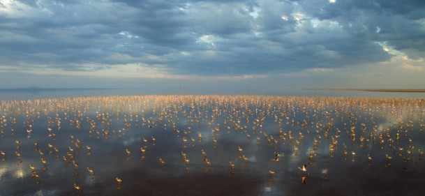 Tuz Gölü'nde flamingo kolonisi - 3