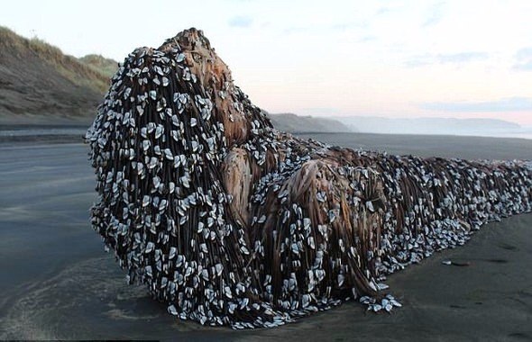 Kıyıya vuran şey herkesi şaşırttı! - 1