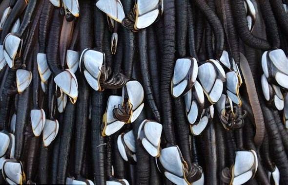 Kıyıya vuran şey herkesi şaşırttı! - 3