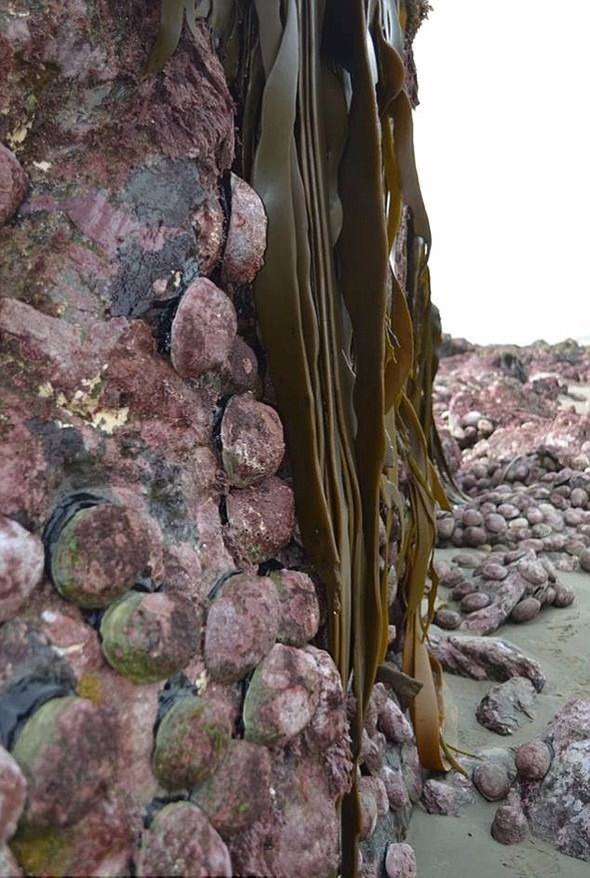 Kıyıya vuran şey herkesi şaşırttı! - 5