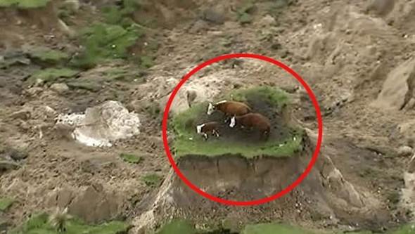 Kıyıya vuran şey herkesi şaşırttı! - 9