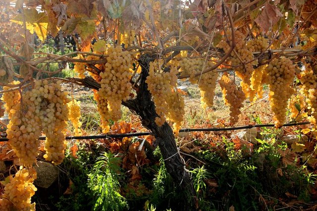 Kadınların bol bol zeytin yemesi gerek! - 12