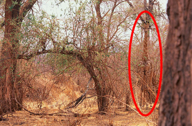 Fotoğraftaki ayrıntıyı farkettiniz mi? - 12