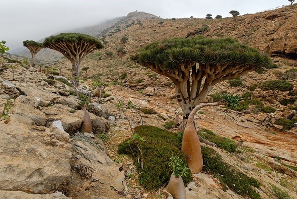 'Uzaylı Ada' hayrete düşürüyor - 11
