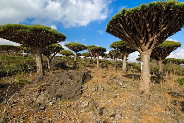 'Uzaylı Ada' hayrete düşürüyor - 19