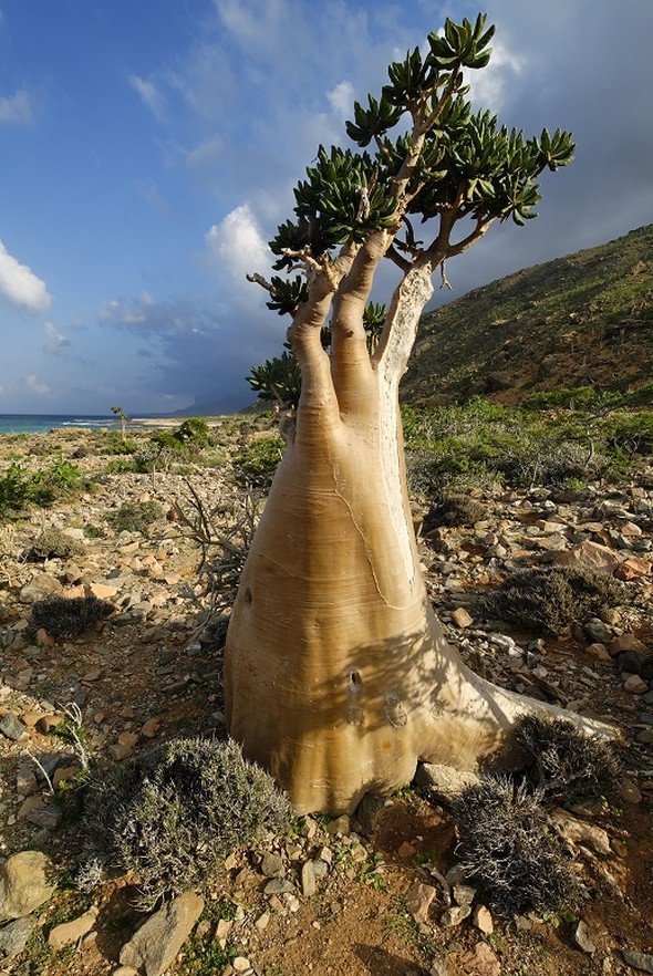 'Uzaylı Ada' hayrete düşürüyor - 20