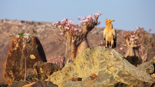 'Uzaylı Ada' hayrete düşürüyor - 21
