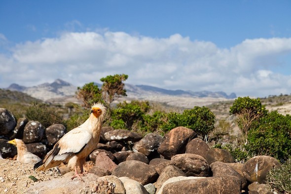 'Uzaylı Ada' hayrete düşürüyor - 45