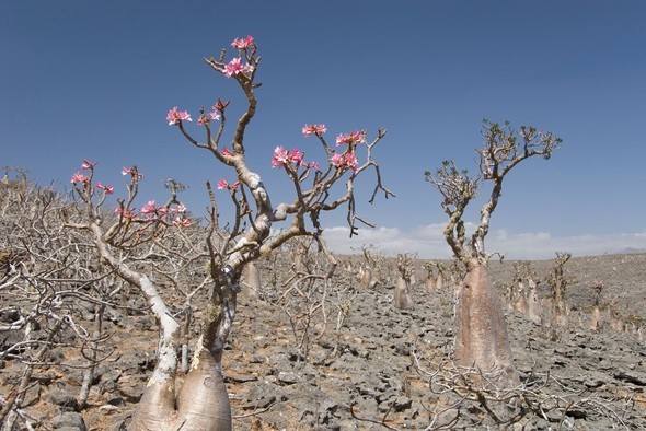 'Uzaylı Ada' hayrete düşürüyor - 46