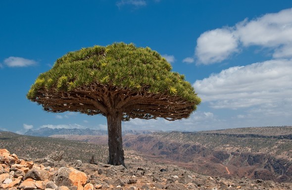 'Uzaylı Ada' hayrete düşürüyor - 47