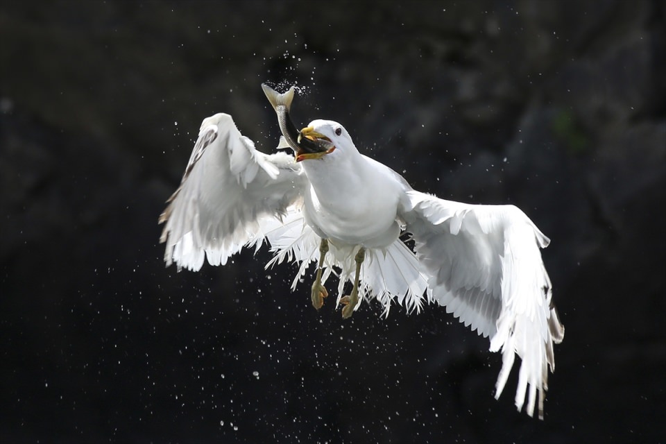 2016'ya damga vuran fotoğraflar - 51