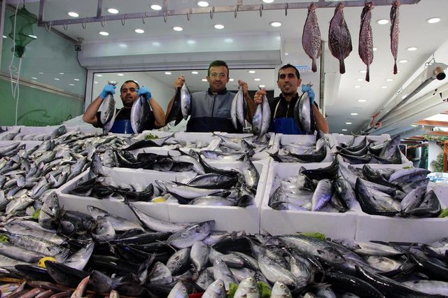 Türkiye, Palamut avında rekor kırdı - 2