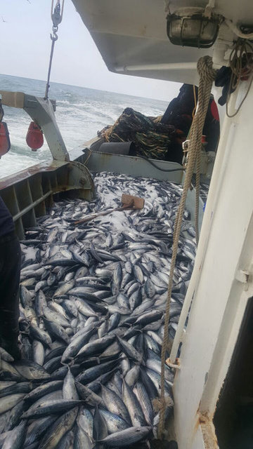 Türkiye, Palamut avında rekor kırdı - 3