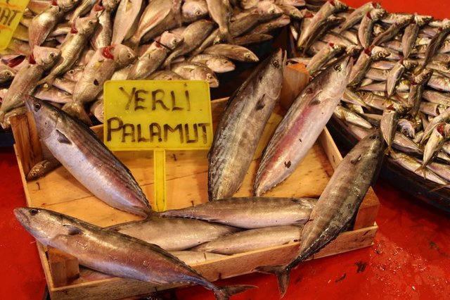 Türkiye, Palamut avında rekor kırdı - 5