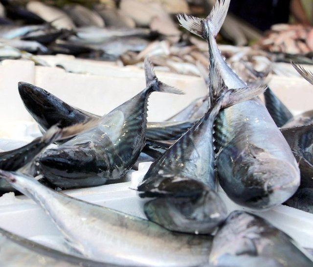 Türkiye, Palamut avında rekor kırdı - 6