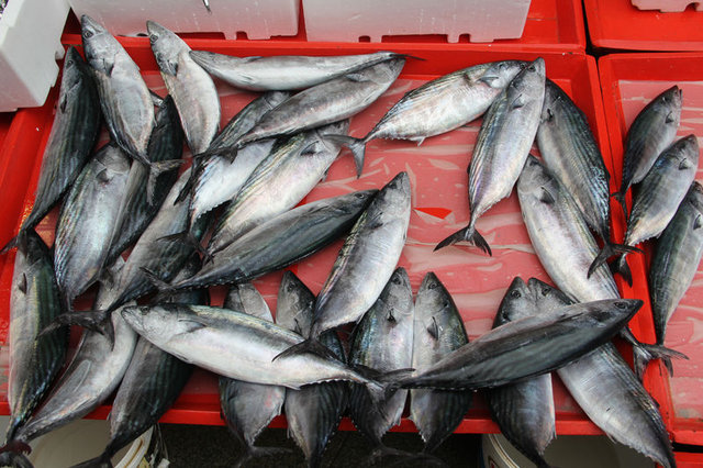 Türkiye, Palamut avında rekor kırdı - 9