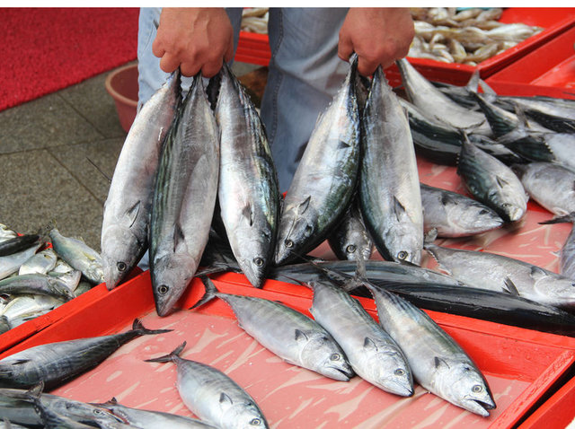 Türkiye, Palamut avında rekor kırdı - 10