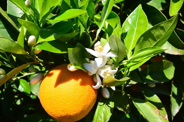 Bu yiyecekler sigarayı bıraktırıyor! - 7