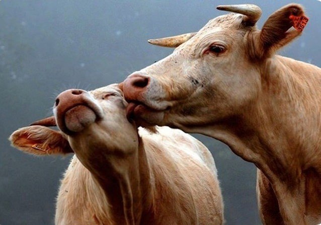 Bunları daha önce hiç duymadınız! - 12