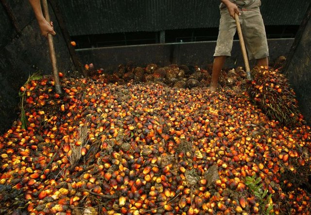 İşte Nutella'daki Palm yağının zararları - 6