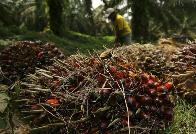 İşte Nutella'daki Palm yağının zararları - 3