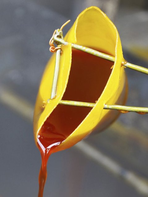 İşte Nutella'daki Palm yağının zararları - 10