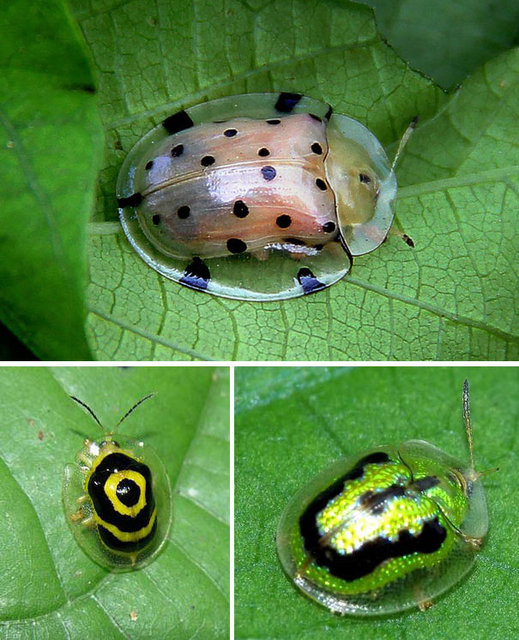 Şeffaf canlılar görenleri hayrete düşürüyor! - 4