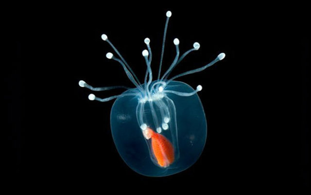 Şeffaf canlılar görenleri hayrete düşürüyor! - 20