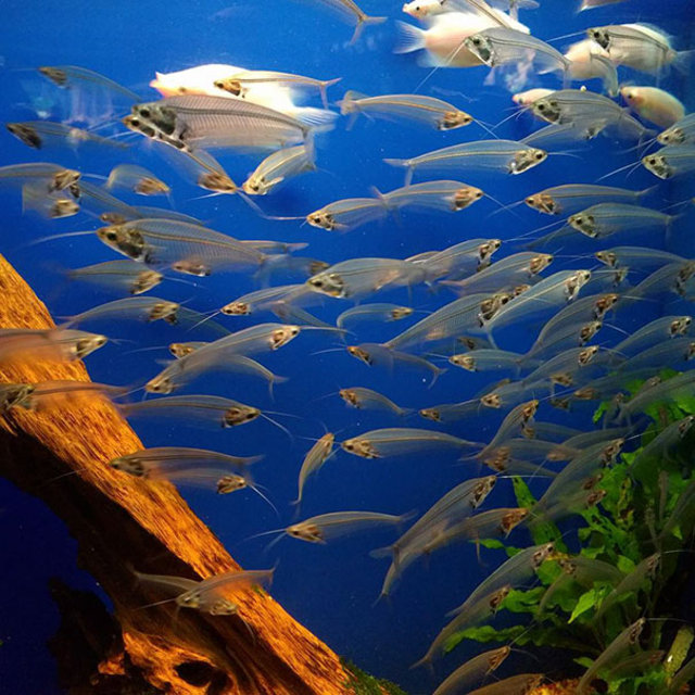 Şeffaf canlılar görenleri hayrete düşürüyor! - 32