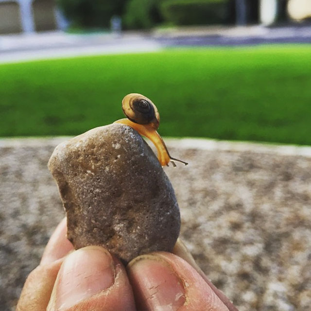 Şeffaf canlılar görenleri hayrete düşürüyor! - 33