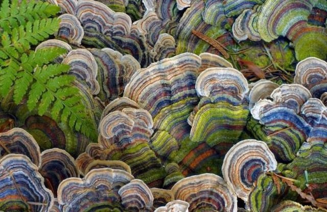 Bu fotoğraflar Photoshop değil gerçek! - 22